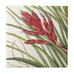 Quill-Leaf Tillandsia by Mary Vaux Walcott Tile