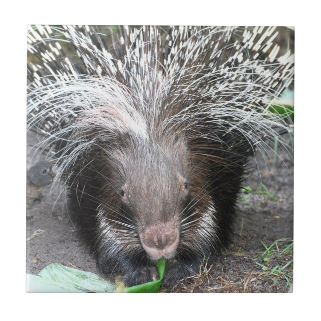 Quilled Porcupine Tile (Front)