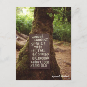 Quinault Rainforest Postcard