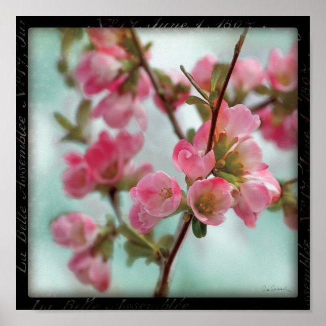 Quince Blossoms Poster (Front)