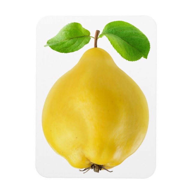 Quince fruit magnet (Vertical)