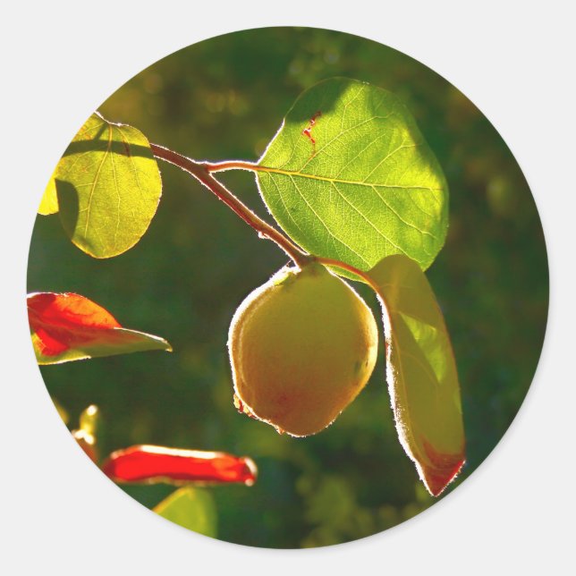Quince Fruit On Tree Classic Round Sticker (Front)