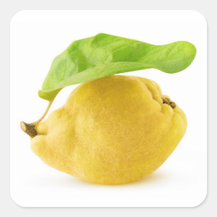 Quince fruit square sticker