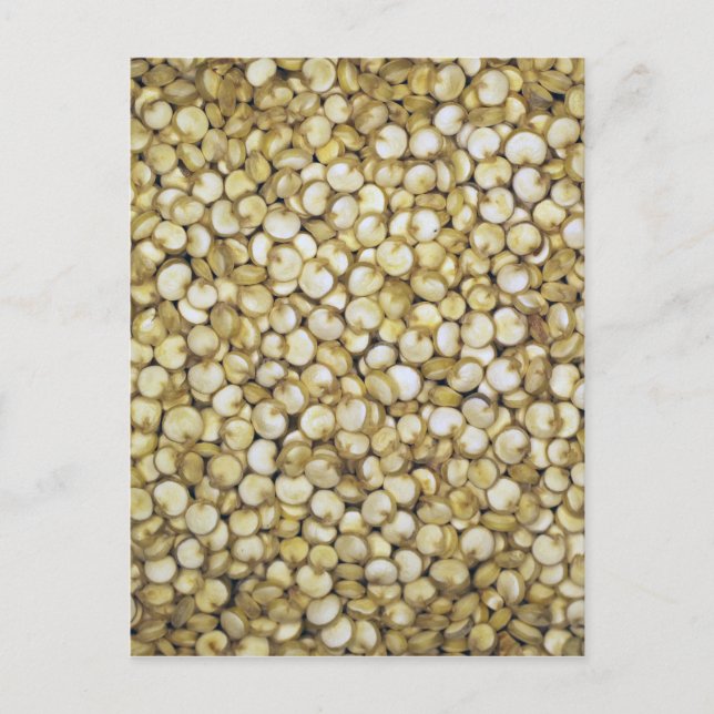 Quinoa grains macro photo postcard (Front)