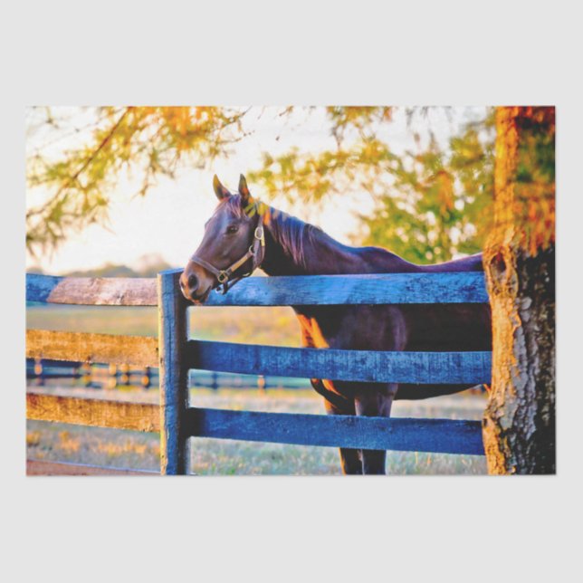 Quintessential Kentucky - Horse In Field  Tissue P Tissue Paper (Front)