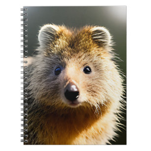 Quintin The Ginger Quokka, Notebook
