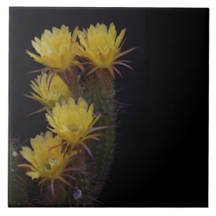 Quintuple of cactus flowers tile