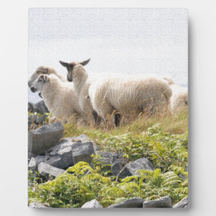 Quirky Designs - Sheep in a field Plaque