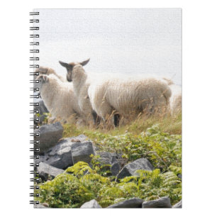 Quirky Designs - Sheep in a field Spiral Notebook