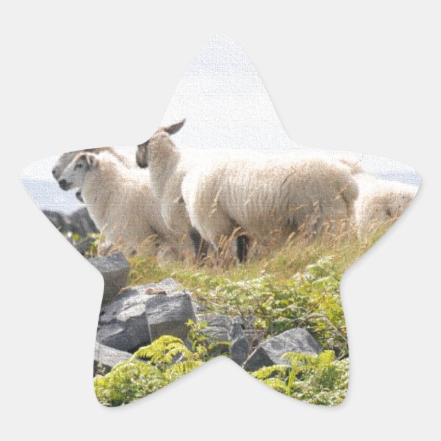 Quirky Designs - Sheep in a field Star Sticker (Front)