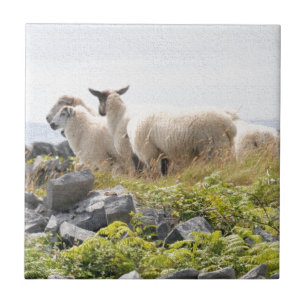 Quirky Designs - Sheep in a field Tile