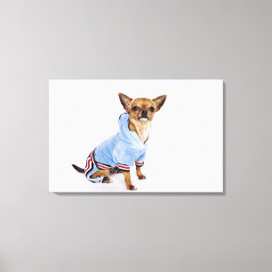 Quirky portrait of a Teacup Chihuahua Canvas Print