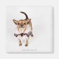 Quirky portrait of a Teacup Chihuahua