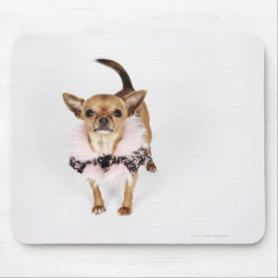 Quirky portrait of a Teacup Chihuahua Mouse Pad