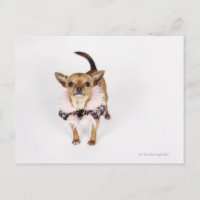 Quirky portrait of a Teacup Chihuahua
