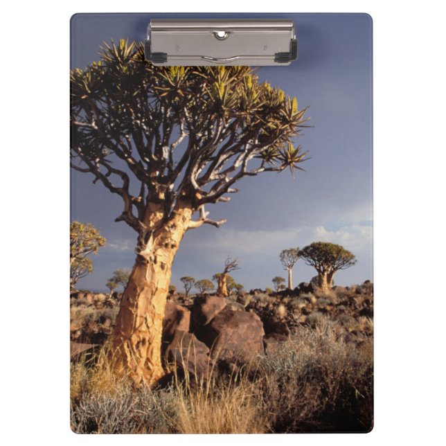Quiver Trees (Aloe Dichotoma) Clipboard (Front)