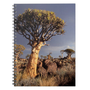 Quiver Trees (Aloe Dichotoma) Notebook