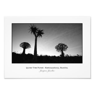 Quiver Trees at Sunset Photo Print