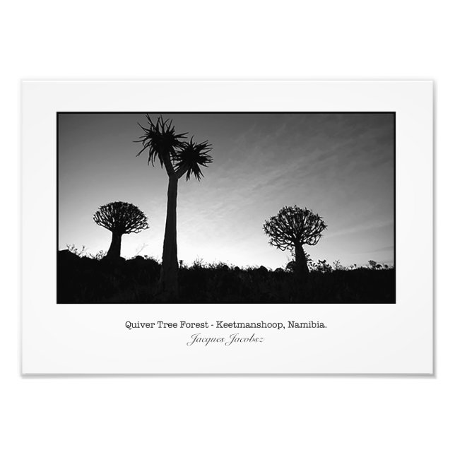 Quiver Trees at Sunset Photo Print (Front)