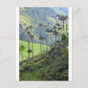 Qunidio wax palms in Cocora Valley Postcard