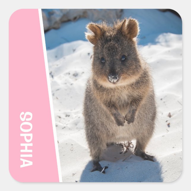 Quokka Cute Animal on the Beach Australia Pink Square Sticker (Front)