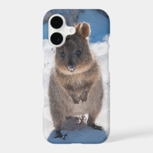 Quokka Cute Little Animal on the Beach Australia