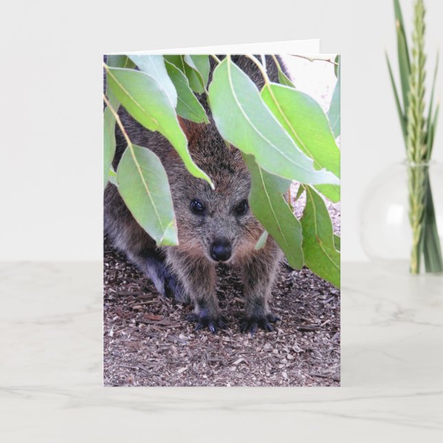 Quokka Greeting Card (Front)