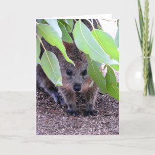 Quokka Greeting Card