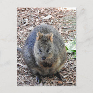Quokka Postcard