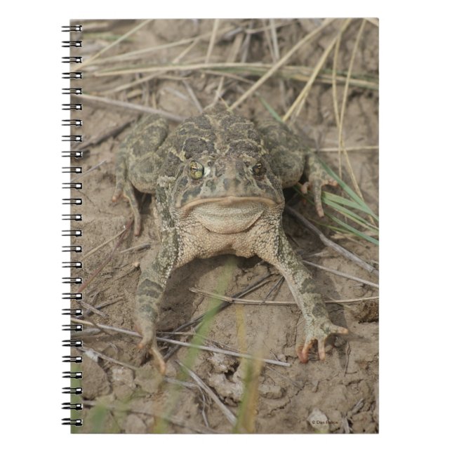 R10 Prairie Toad Notebook (Front)