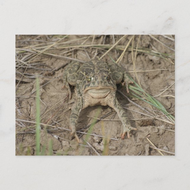 R10 Prairie Toad Postcard (Front)