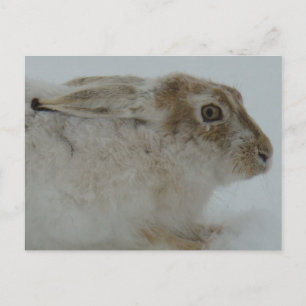 R11 Snowshoe Hare Head Shot Postcard