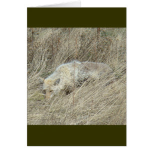 R13 Coyote in Tall Grass