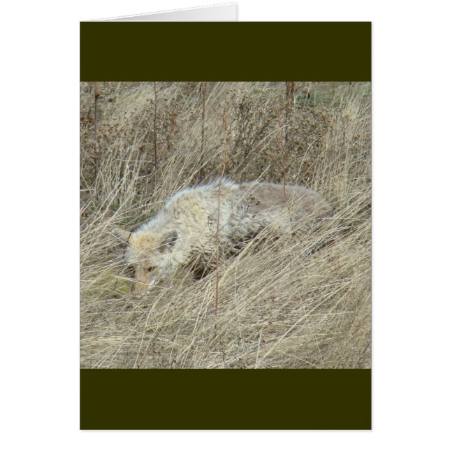 R13 Coyote in Tall Grass (Front)