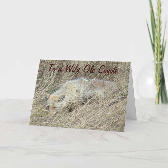 R13 Coyote in Tall Grass Card (Front)