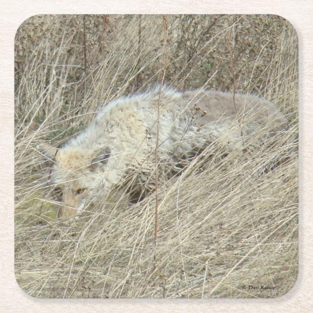 R13 Coyote in Tall Grass Square Paper Coaster (Front)