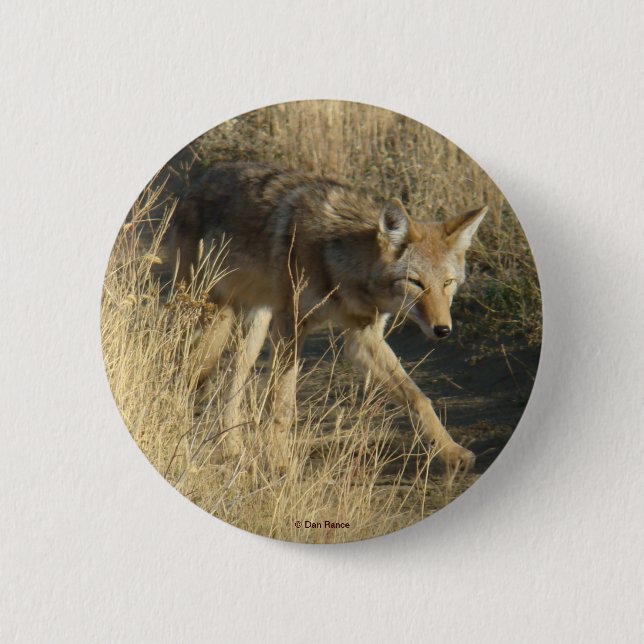 R14 Coyote Walking 6 Cm Round Badge (Front)