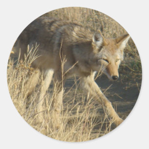 R14 Coyote Walking Classic Round Sticker