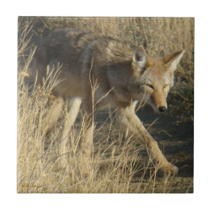 R14 Coyote Walking Tile
