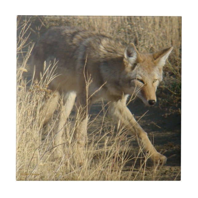 R14 Coyote Walking Tile (Front)
