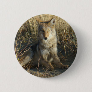 R15 Coyote Laying 6 Cm Round Badge