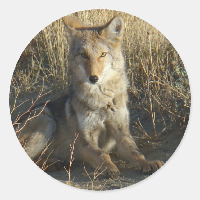 R15 Coyote Laying Classic Round Sticker (Front)