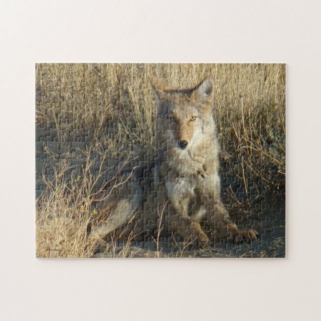 R15 Coyote Laying Jigsaw Puzzle (Horizontal)