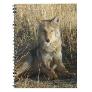 R15 Coyote Laying Notebook