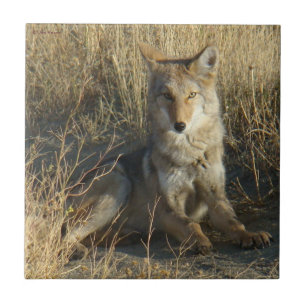 R15 Coyote Laying Tile