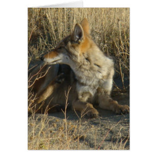 R16 Coyote Scratching