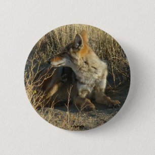 R16 Coyote Scratching 6 Cm Round Badge