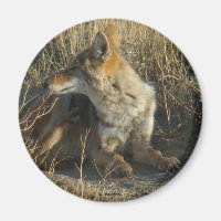 R16 Coyote Scratching