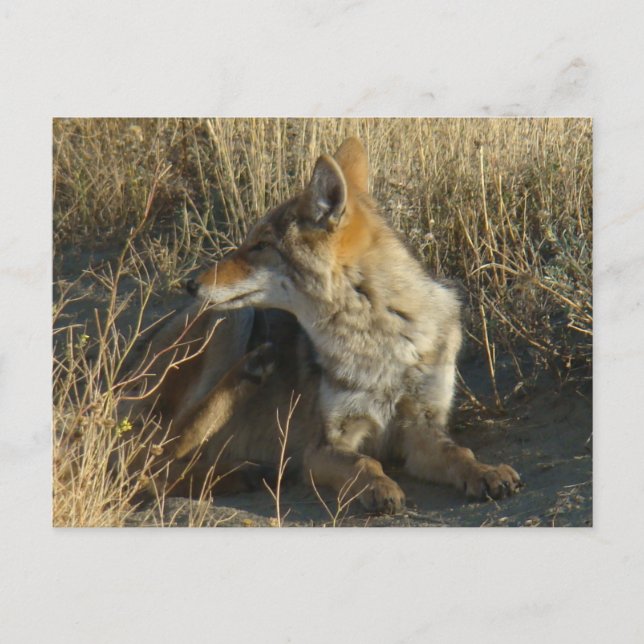 R16 Coyote Scratching Postcard (Front)