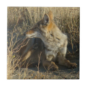 R16 Coyote Scratching Tile